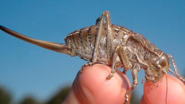 El nuevo insecto endémico de Cataluña /TERRITORI