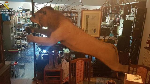 El león africano incautado por la Guardia Civil estaba a la venta en internet / CG