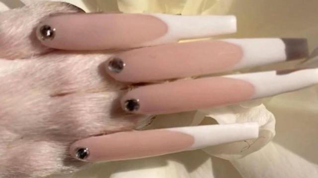 La pata del perro de la 'influencer' con uñas postizas /REDES
