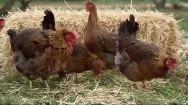 Gallinas del anuncio de la Generalitat de Cataluña. No me toques los...