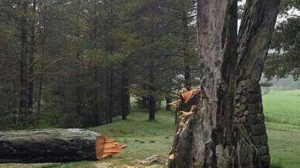 'Pi de les Tres Branques', icono nacionalistas de los llamados 'Países Catalanes'