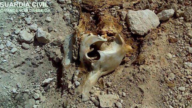 Localizan cerdos muertos y otros residuos en una granja de Figuerola d'Orcau (Lleida) / GUARDIA CIVIL