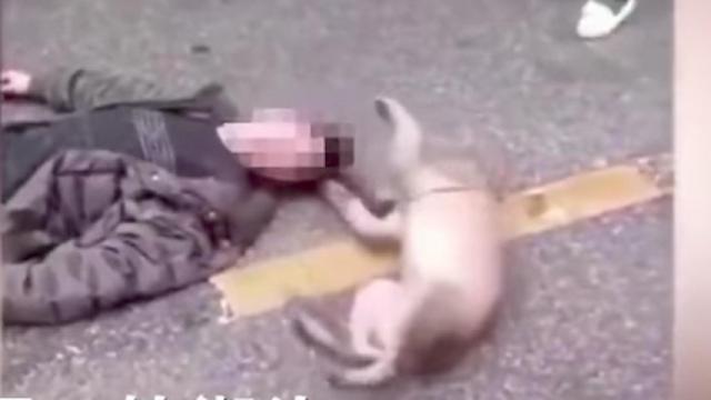 El perro intenta despertar a su dueño tendido en el suelo / Youtube