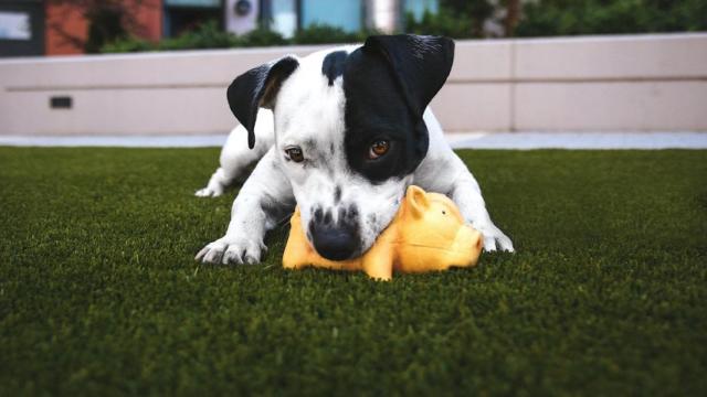 Un perro juega sobre un césped artificial