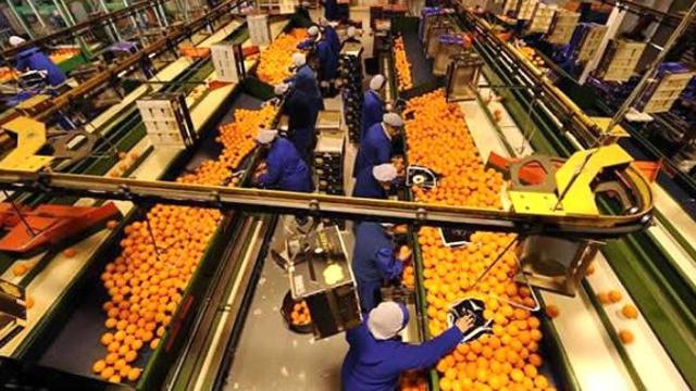 Instalaciones de Antonio González Climent e Hijos (naranjas Ruleta) en Canals