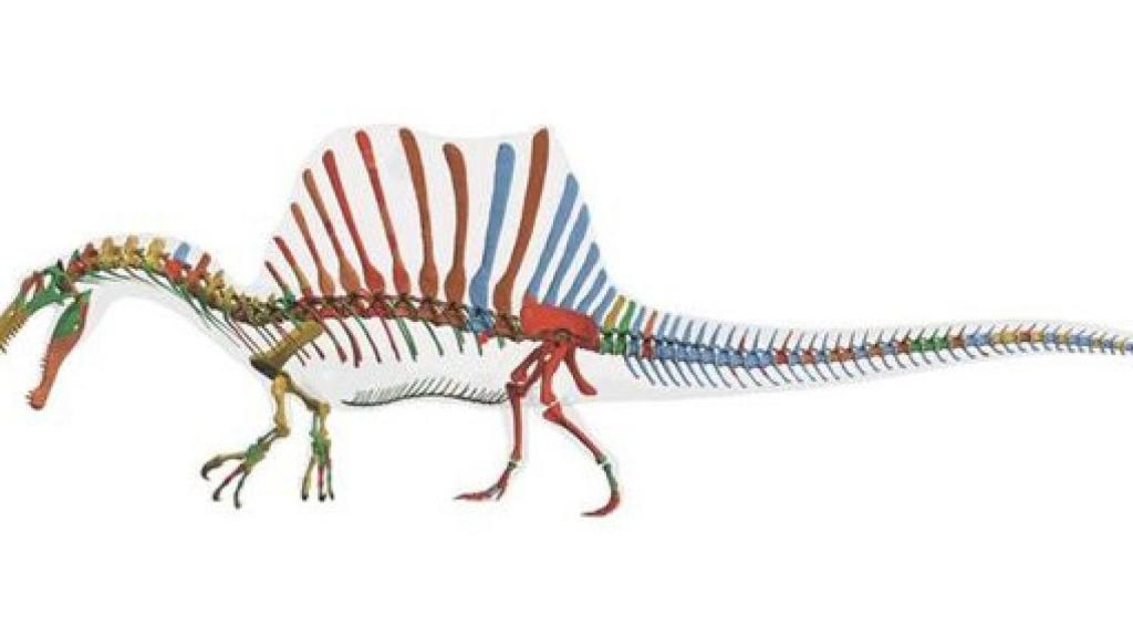 Reconstrucción digital del esqueleto de Spinosaurus aegyptiacus, el primer dinosaurio semiacuático