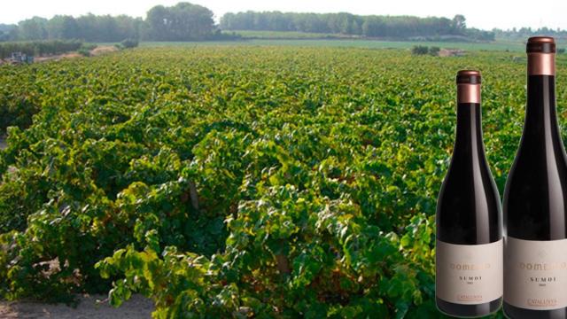 Dos botellas de Domenio Sumoi junto a los viñedos de la cooperativa en Tarragona / DOMENIO SUMOI