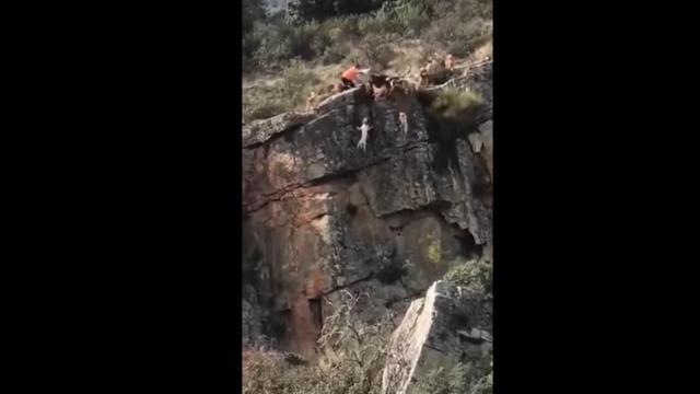 Una docena de perros se desmpeña por un barranco durante una cacería en Cáceres