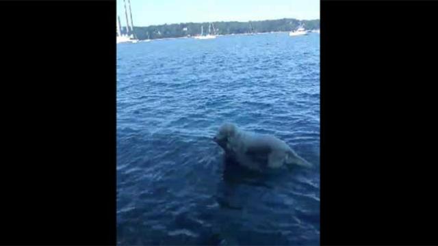 El perro saca al ciervo del agua por el cuello / CG