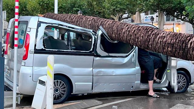 Una de las palmeras caídas por el temporal de esta noche en el paseo Marítimo de Roses (Girona) / AJUNTAMENT DE ROSES