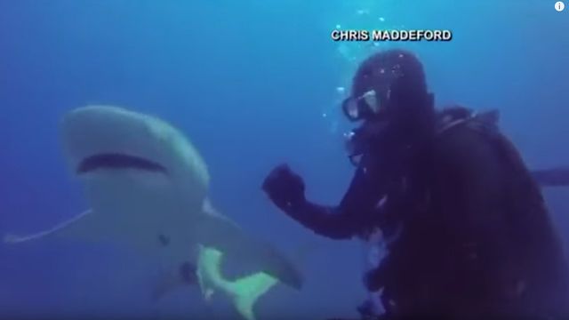 Un tiburón pide ayuda a un submarinista