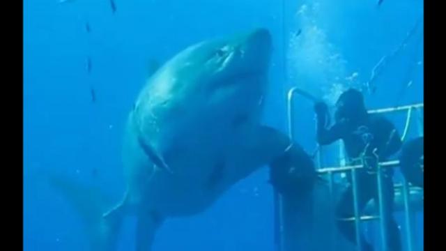 El tiburón blanco, junto a la jaula del buceador / CG