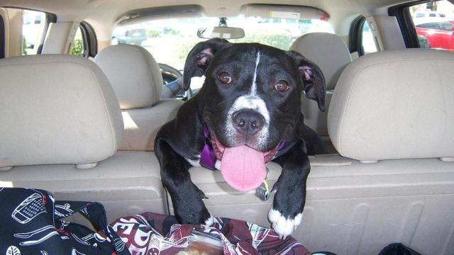 Un perro dentro de un coche / PIXABAY