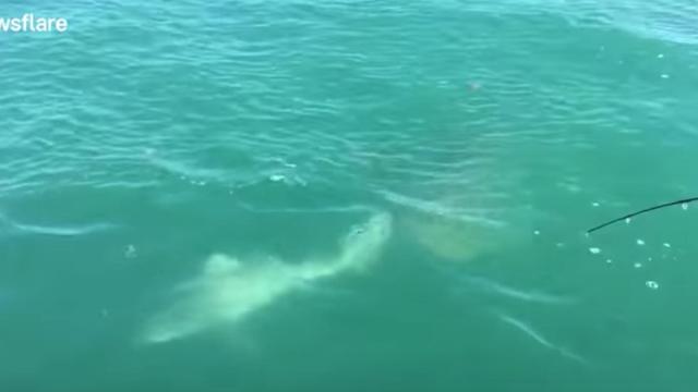 Una foto del momento en que el tiburón es devorado por otro escualo más grande