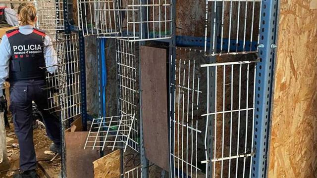 Agentes de los Mossos d'Esquadra durante el registro de un local de Sabadell en el que se celebraban peleas de gallos / MOSSOS