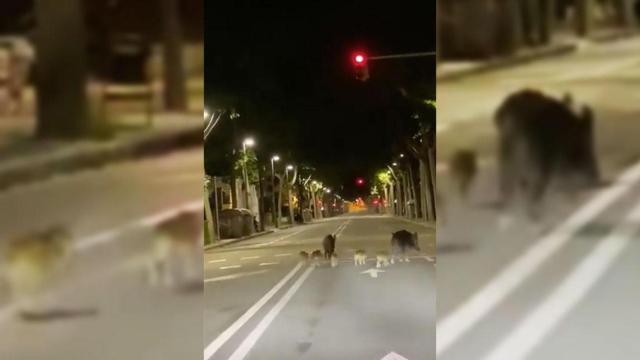 Siete jabalíes cruzan el paseo de la Bonanova de Barcelona / TWITTER
