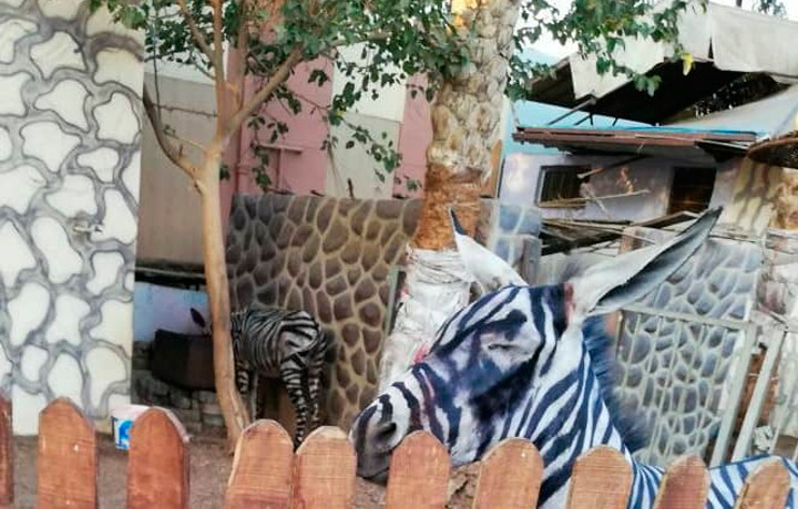 El burro maquillado como una cebra