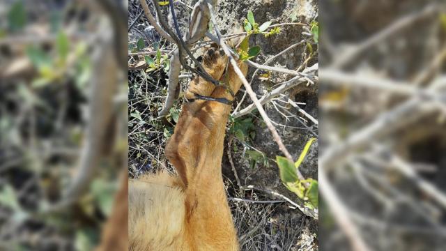 Pastor alemán torturado y atado en una cuneta de El Vendrell, en Tarragona / CEDIDA