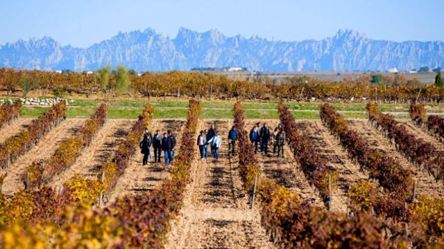 Un grupo de visitantes en los viñedos de Bodegas Torres, situados en Vilafranca del Penedès (Barcelona) / CG