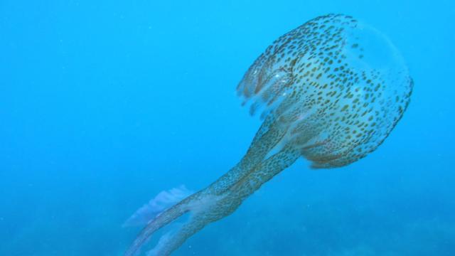 Medusas en aguas andaluzas /EP