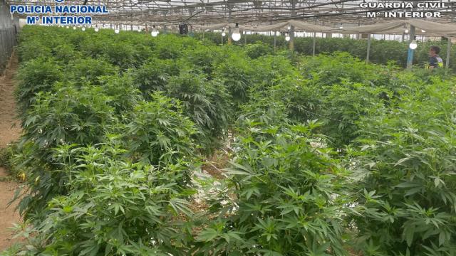 El mayor cultivo de marihuana de España en el que los agentes se han incautado de siete toneladas de droga / GUARDIA CIVIL