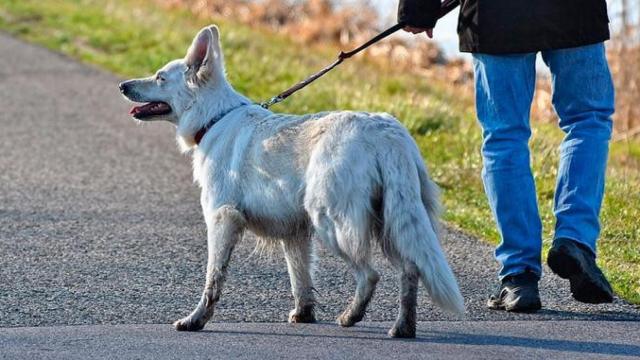 Un paseador de perros y un can