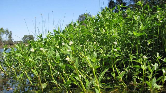 Una Alternanthera philoxeroides, planta hallada en Cataluña / HARRY ROSE