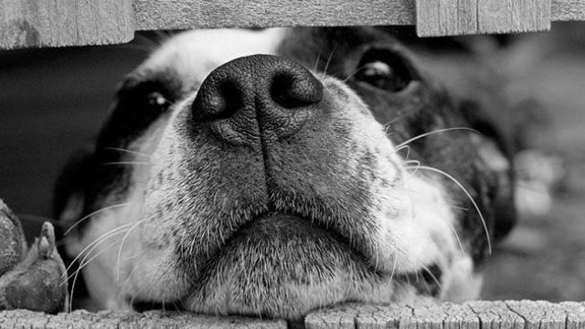 Un perro apoyado en una valla de madera / CG