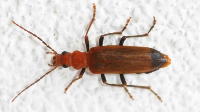 Un escarabajo como los hallados en la sopa del comedor de La Salle Cassà / Cedida