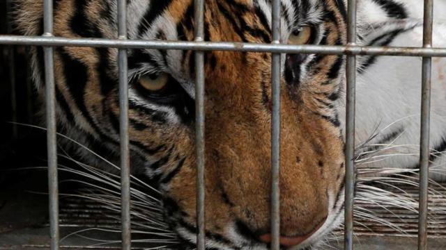 Una foto de archivo de un tigre en una jaula