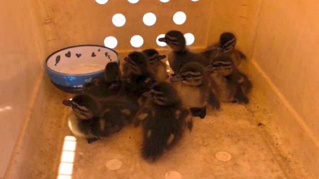 Crías de pato rescatadas de una alcantarilla de Barcelona / BCN BOMBERS