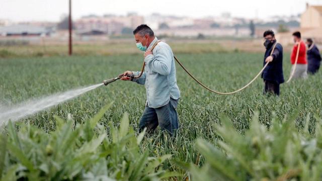 Migrantes que trabajan en el campo durnate la emergencia sanitaria / EFE
