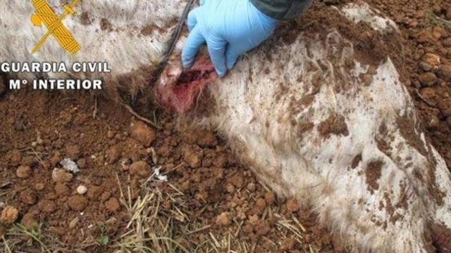 El caballo muerto y enterrado junto a la casa