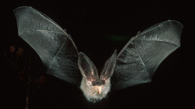 Imagen de archivo de un murciélago / EP