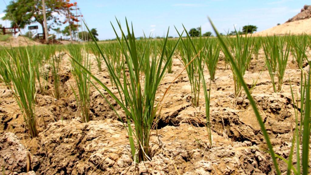 Efectos de la sequía en un campo catalán