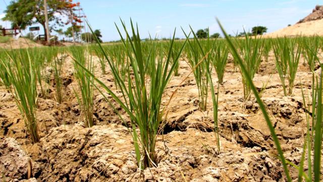 Efectos de la sequía en un campo, para la que Cataluña se prepara, por lo que limitará el agua / EFE