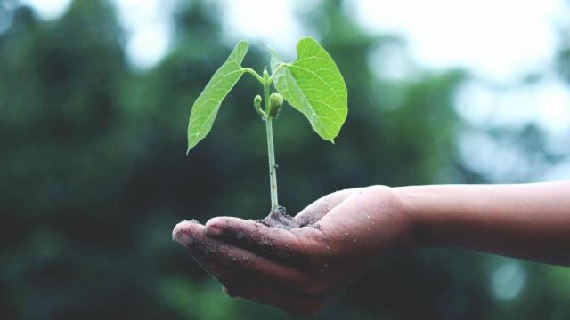 PwC, Metyis, EY, McKinsey y Boston Consulting Group, consultoras líderes sobre sostenibilidad en España / PEXELS