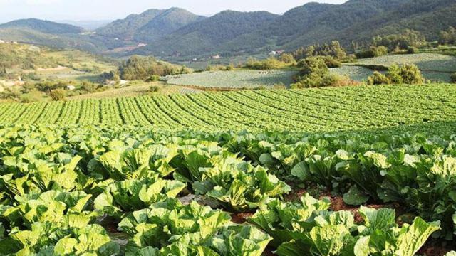 Plantación propiedad de Arkadia Europa / CG