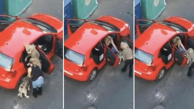 Secuencia del presunto maltrato animal a un perro en Gran Canaria / CG