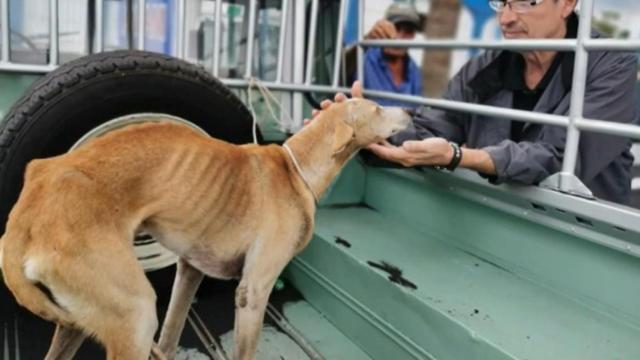 Devolución de uno de los podencos atrapados por las coladas de lava en La Palma /TELECINCO