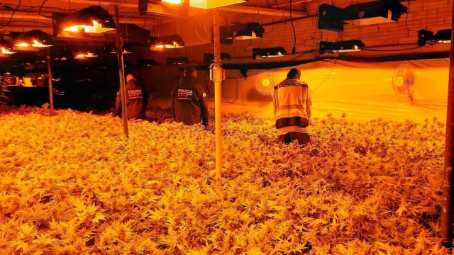 Una plantación en la Conca de Barberà / MOSSOS D'ESQUADRA