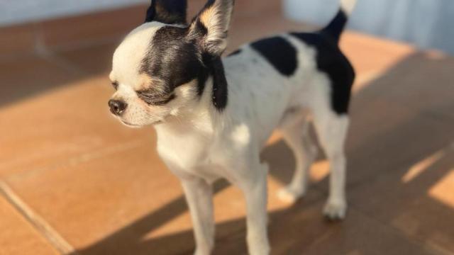 Un perro chihuahua