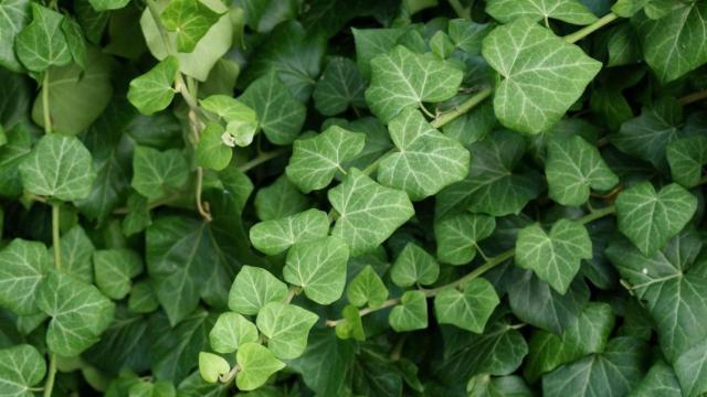 Hiedra común, una de las plantas de invierno para decorar el balcón