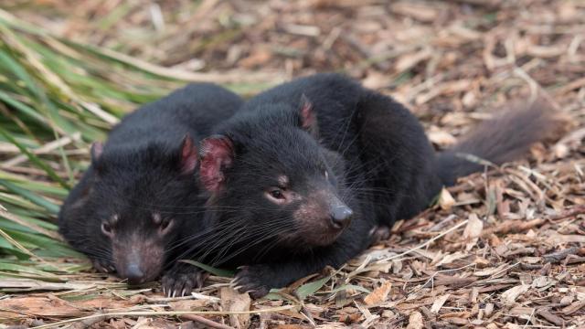 Dos ejemplares de demonio de Tasmania / CG