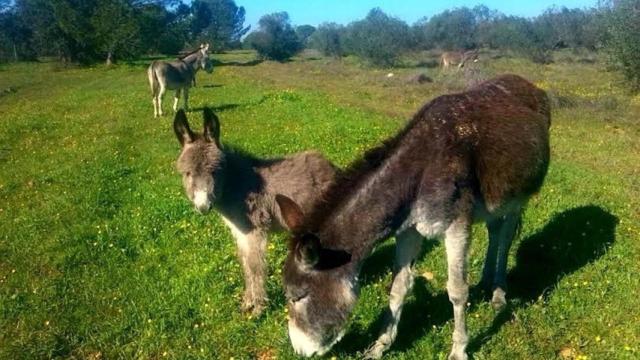 Imagen de tres burros pastando en los campos de Doñana / EP