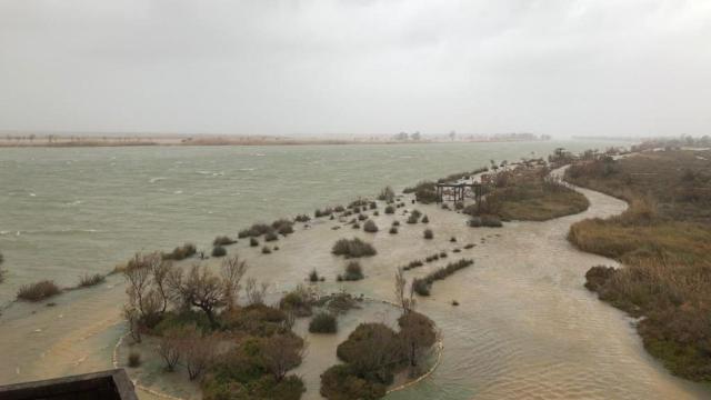 Inundación en el Delta de l'Ebre por las precipitaciones del temporal Gloria / TWITTER