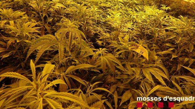 Los Mossos desmantelan un cultivo de 1.000 plantas de marihuana en Pau / MOSSOS