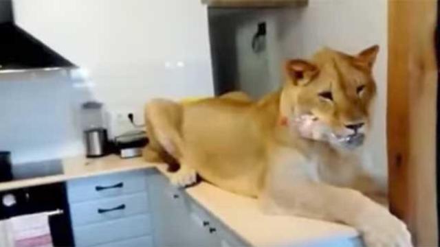 El león en la cocina de la casa de Olot / CG