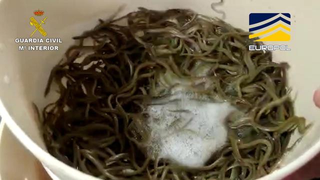 Angulas intervenidas por la Guardia Civil y devueltas a su medio natural en el Delta del Ebro, dentro del marco de una operación internacional coordinada por la Europol / GUARDIA CIVIL