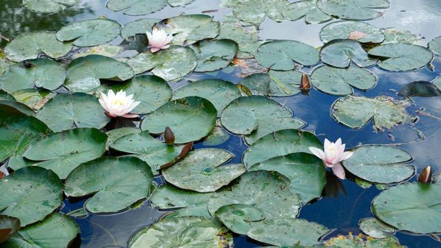Los nenúfares de los jardines de Giverny, uno de los elementos centrales de la obra de Claude Monet / Yolanda Cardo